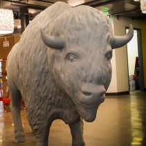 Big bison standing